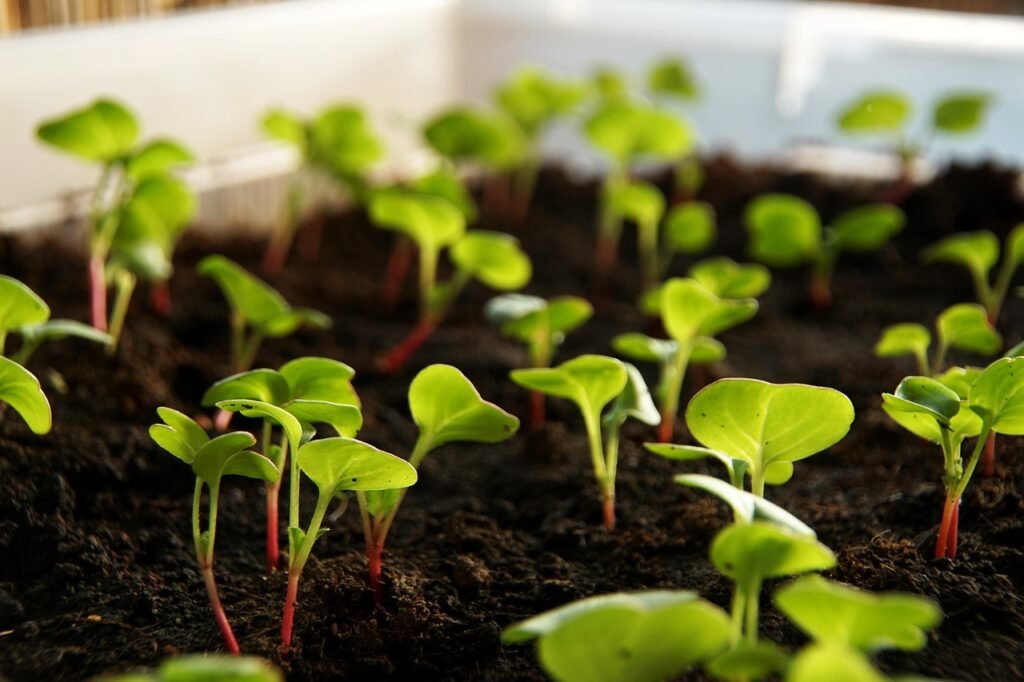 radish, plant, sprout, vegetables, cultivation, food, leaves, nature, cress, radish cress