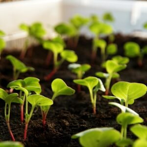 radish, plant, sprout, vegetables, cultivation, food, leaves, nature, cress, radish cress