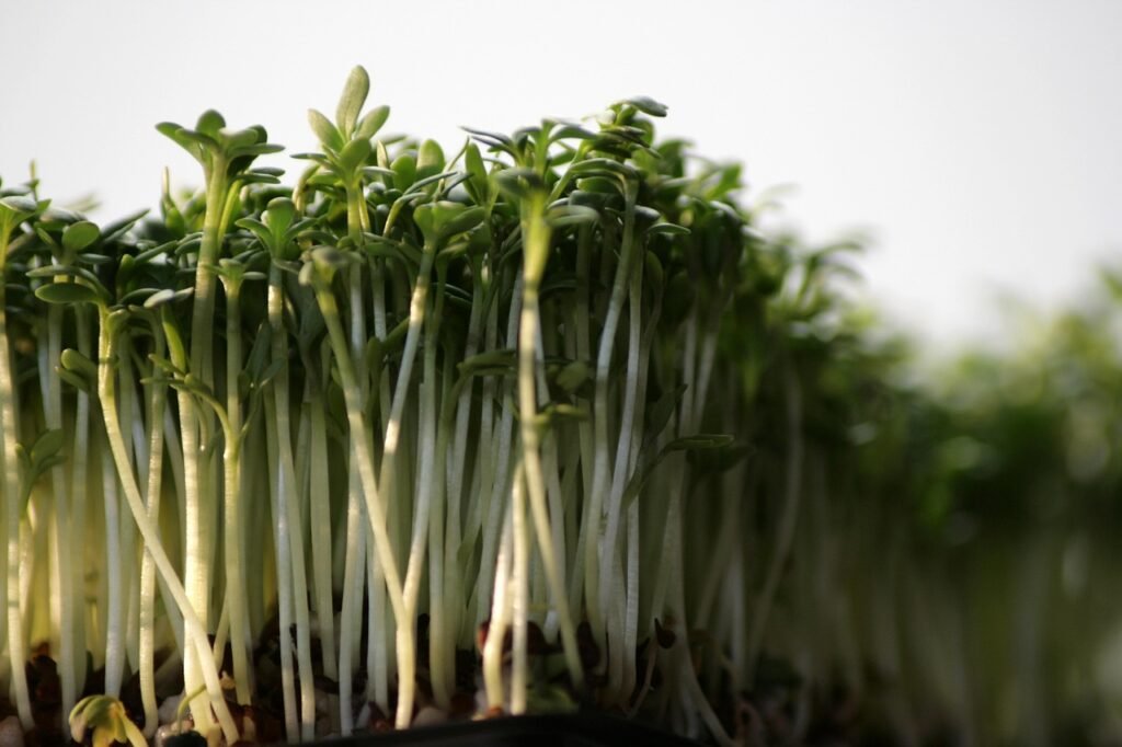 cress, vegetables, healthy, cress, cress, cress, cress, cress