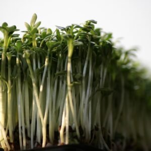 cress, vegetables, healthy, cress, cress, cress, cress, cress