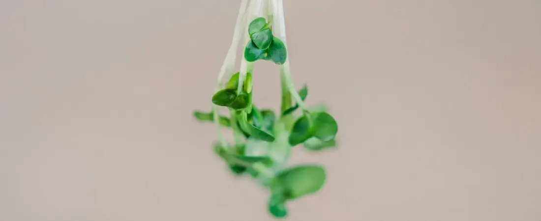 Windsor Microgreens: Why Local Families are Switching to Fresh Greens