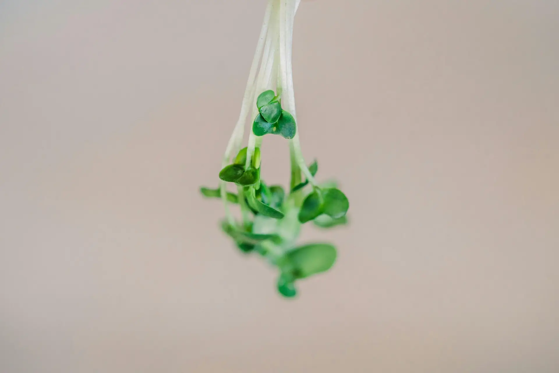 Windsor Microgreens: Why Local Families are Switching to Fresh Greens