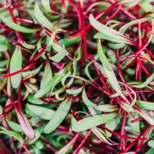 Colorful close-up of beetroot microgreens showcasing their natural beauty and freshness.