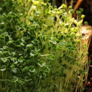 Vibrant green microgreens thriving in natural sunlight, showcasing fresh growth.