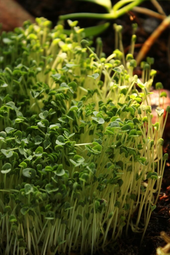 Vibrant green microgreens thriving in natural sunlight, showcasing fresh growth.