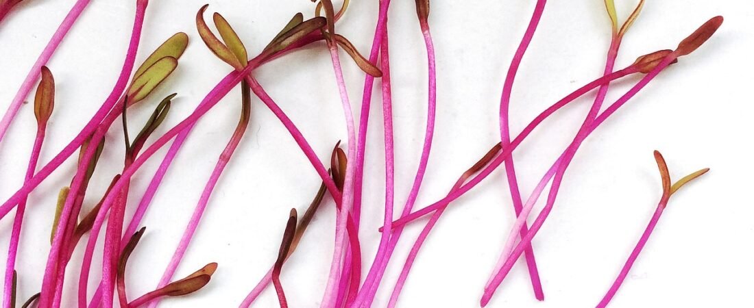 Ruby Beet Microgreens: The Ultimate Heart Health Secret