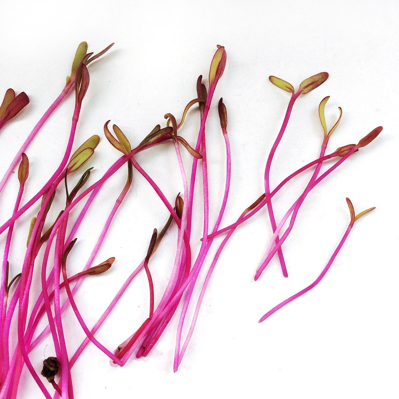 Ruby Beet Microgreens: The Ultimate Heart Health Secret